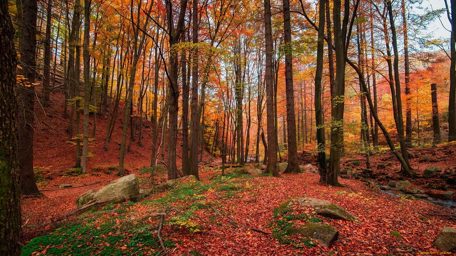 autumnal forest, west dean, west sussex, england, , , autumnal, forest, west, dean, sussex